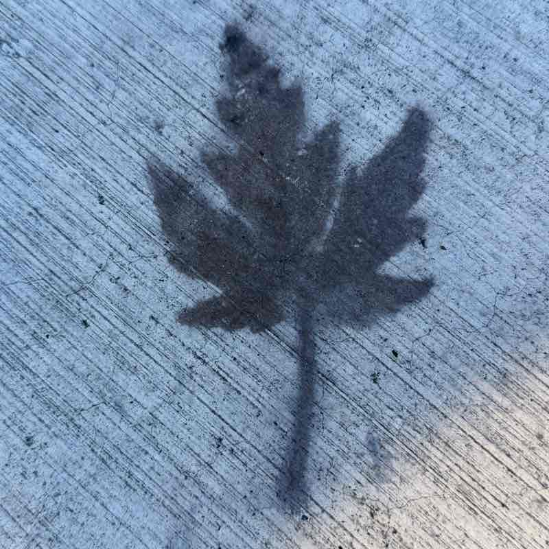 🖤🤍mama bear🤍🖤 post 2