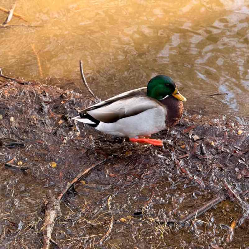 🖤🤍mama bear🤍🖤 post 2