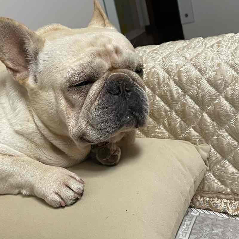 冬雪萨克斯🐶 post 1