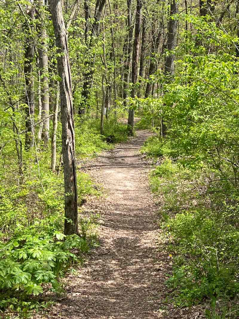 walking near me in Seidman Park in spring