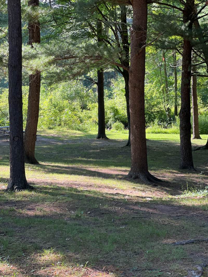 walking near me in Warren Townsend Park in summer