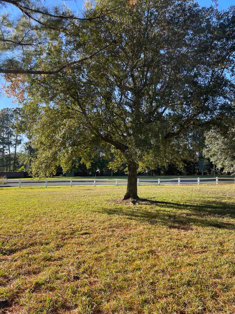 walking near me in Waterford Oaks Park in autumn
