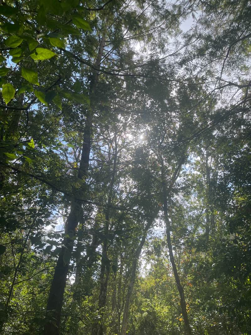 walking near me in Arbor Park in autumn