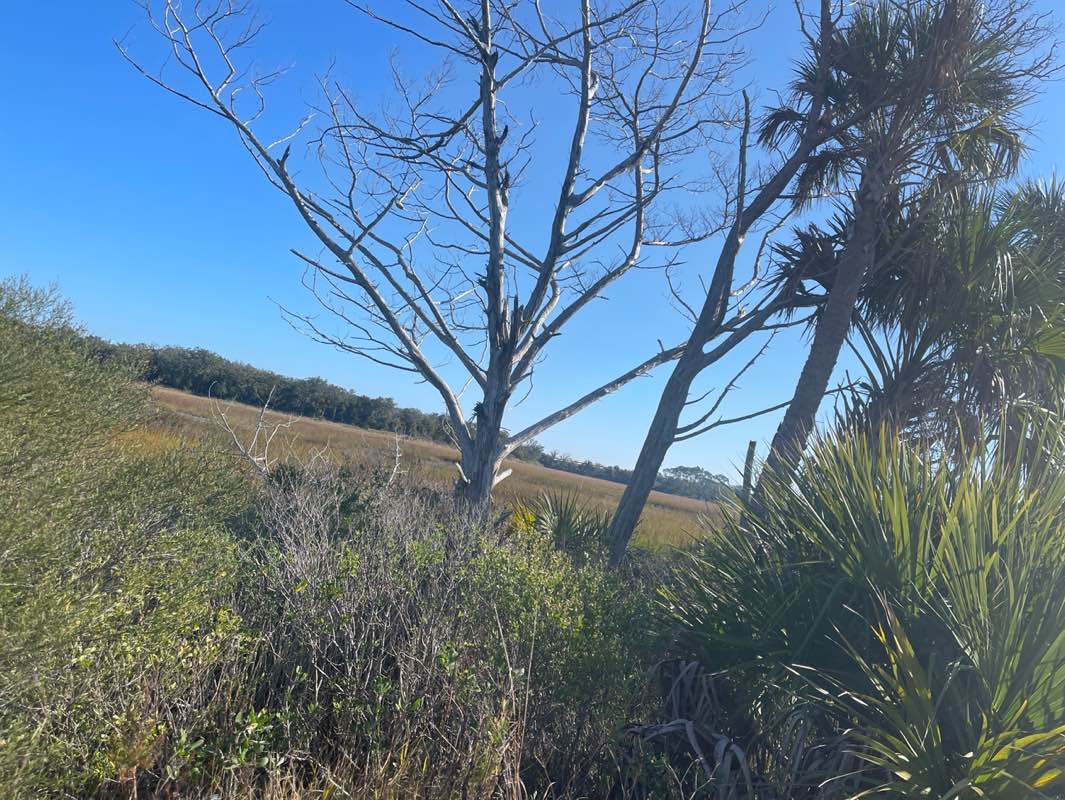 walking near me in Timucuan Ecological & Historic Preserve in winter