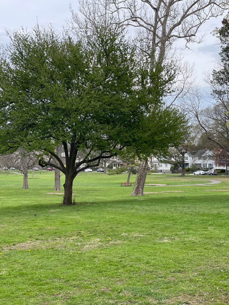 walking near me in Grove Park in spring