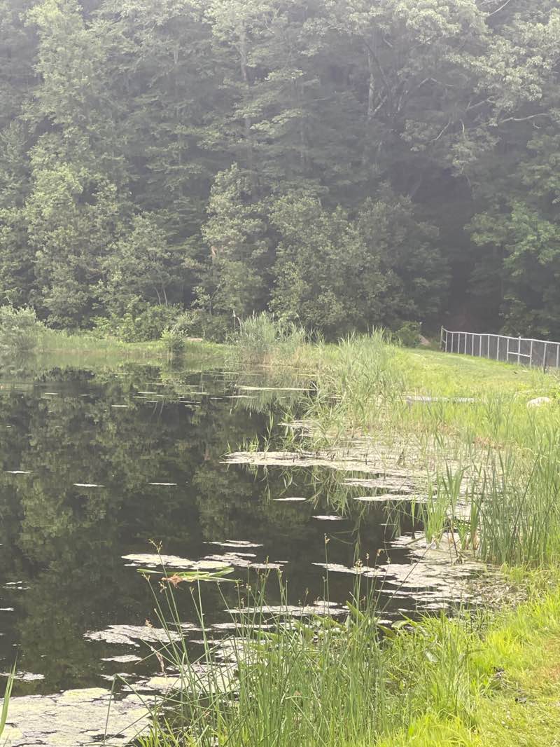 walking near me in Abe Stone Park in summer