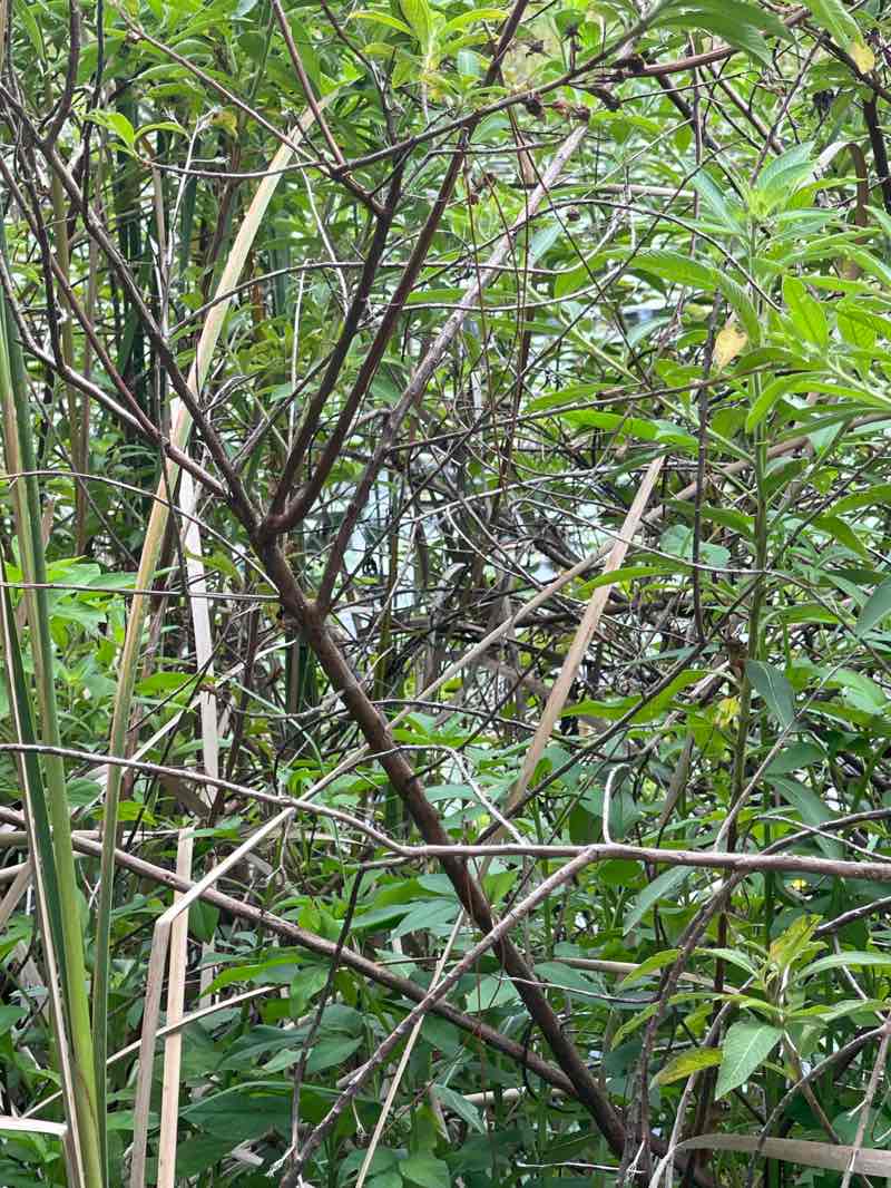 walking near me in Palmetto Leaves Regional Park in autumn