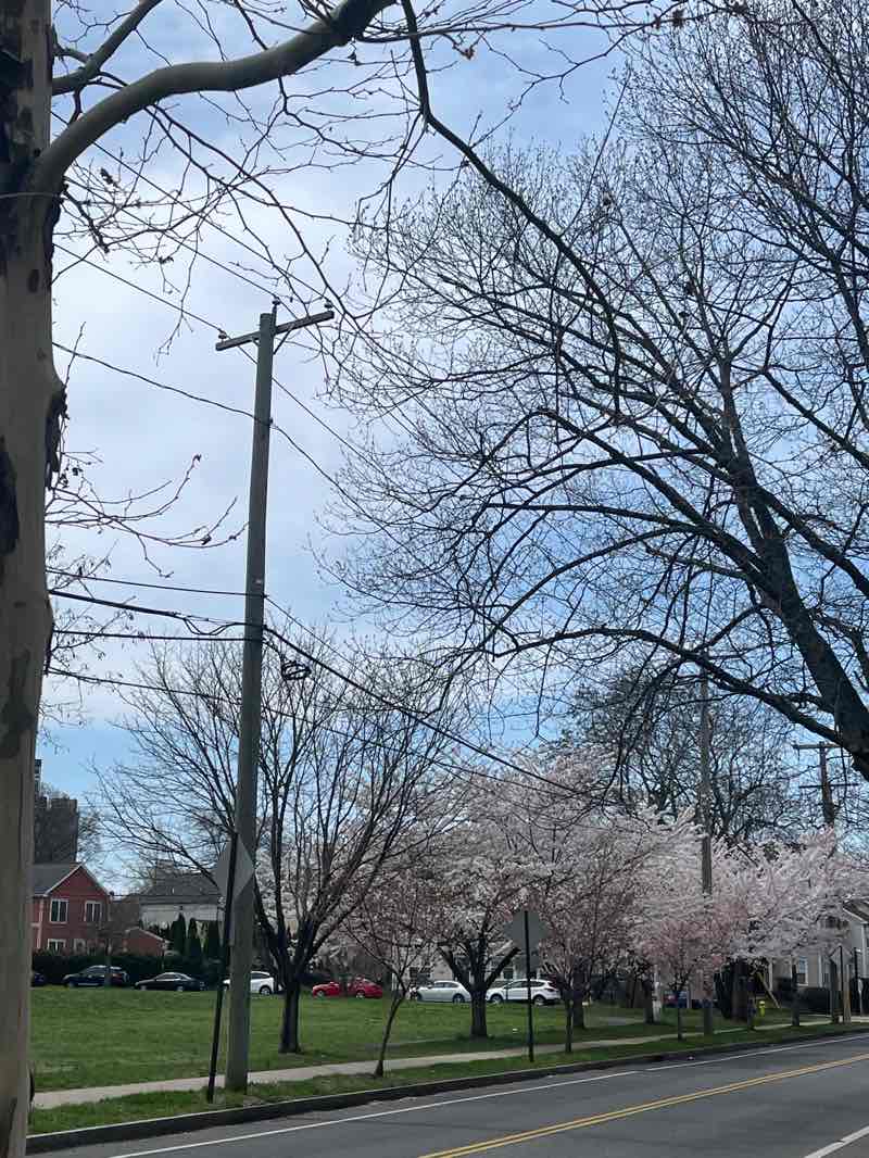 walking near me in Ella P. Scantlebury Park in spring