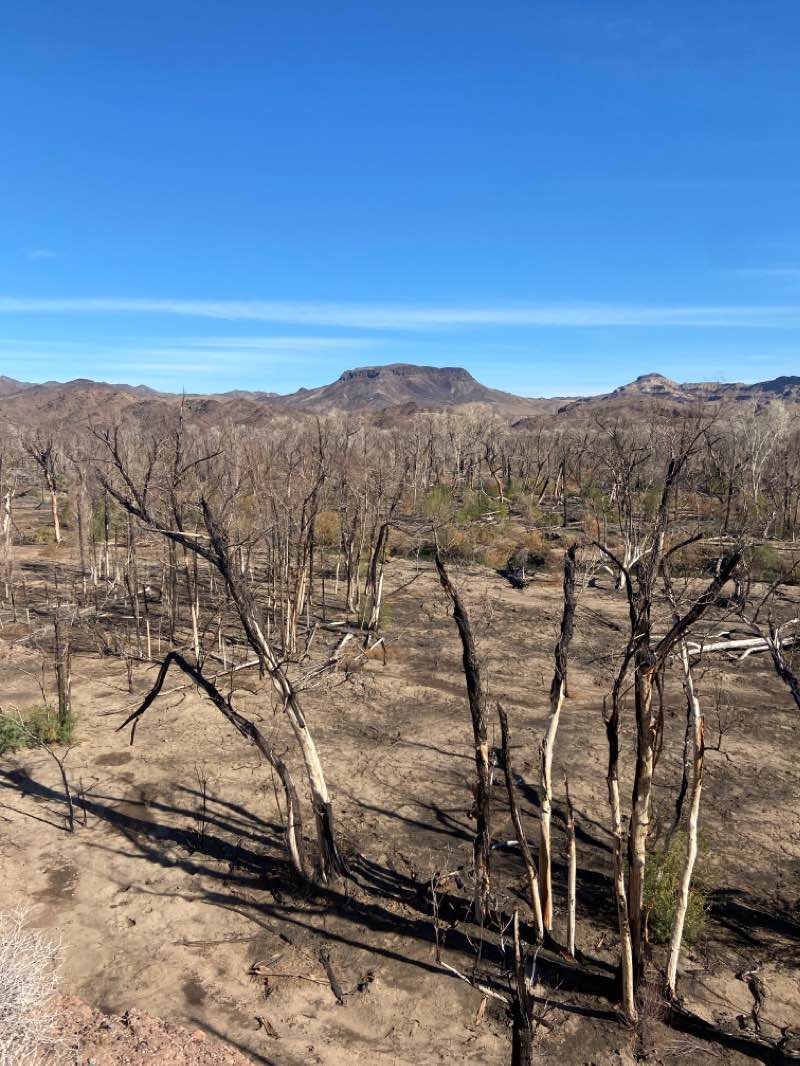 walking near me in Bill Williams River National Wildlife Refuge in winter