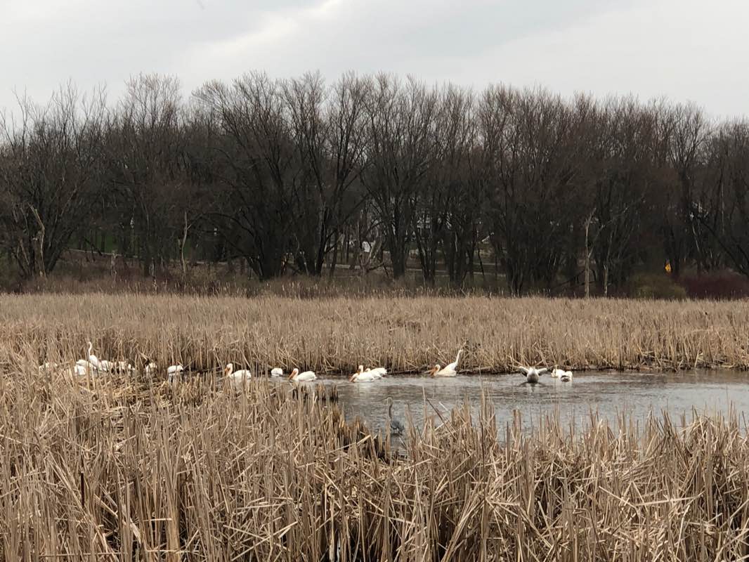 walking near me in Dawley Conservancy Park in winter