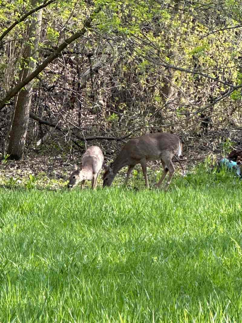 walking near me in Pheasant Branch Conservancy in winter