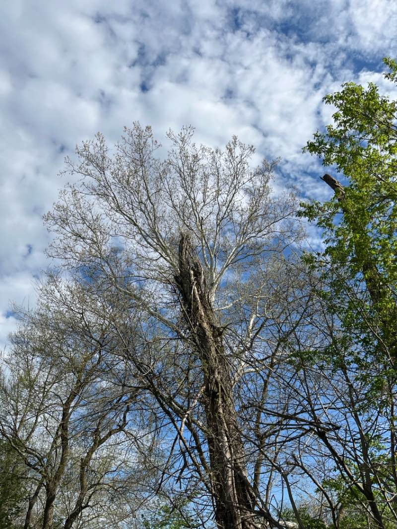 walking near me in Victory Park in spring