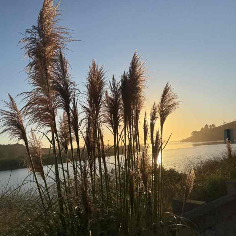 10K Every Day Lilly 🪷 post image