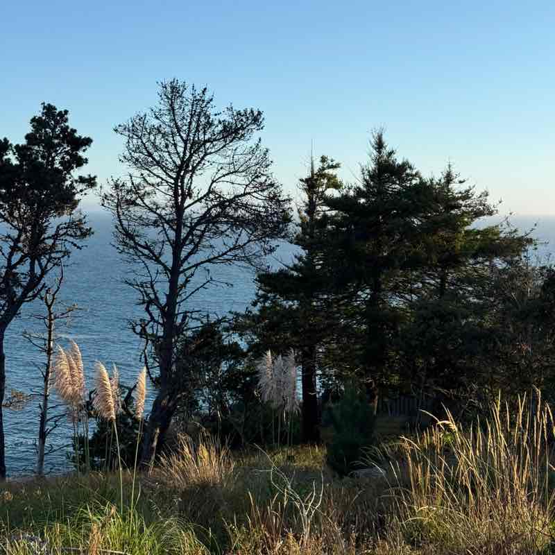 10K Every Day Lilly 🪷 post image