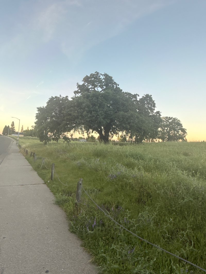 walking near me in Antelope Community Park in spring