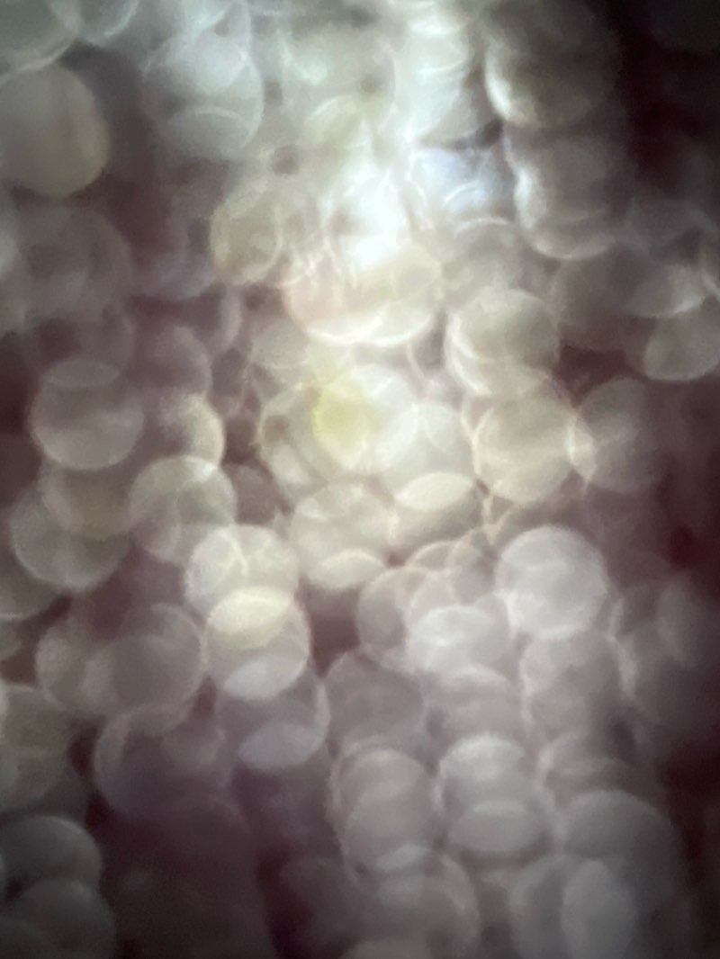 walking near me in Holbook Palmer Park in winter