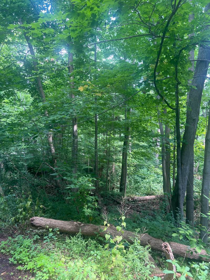 walking near me in Rouge Valley Park in autumn
