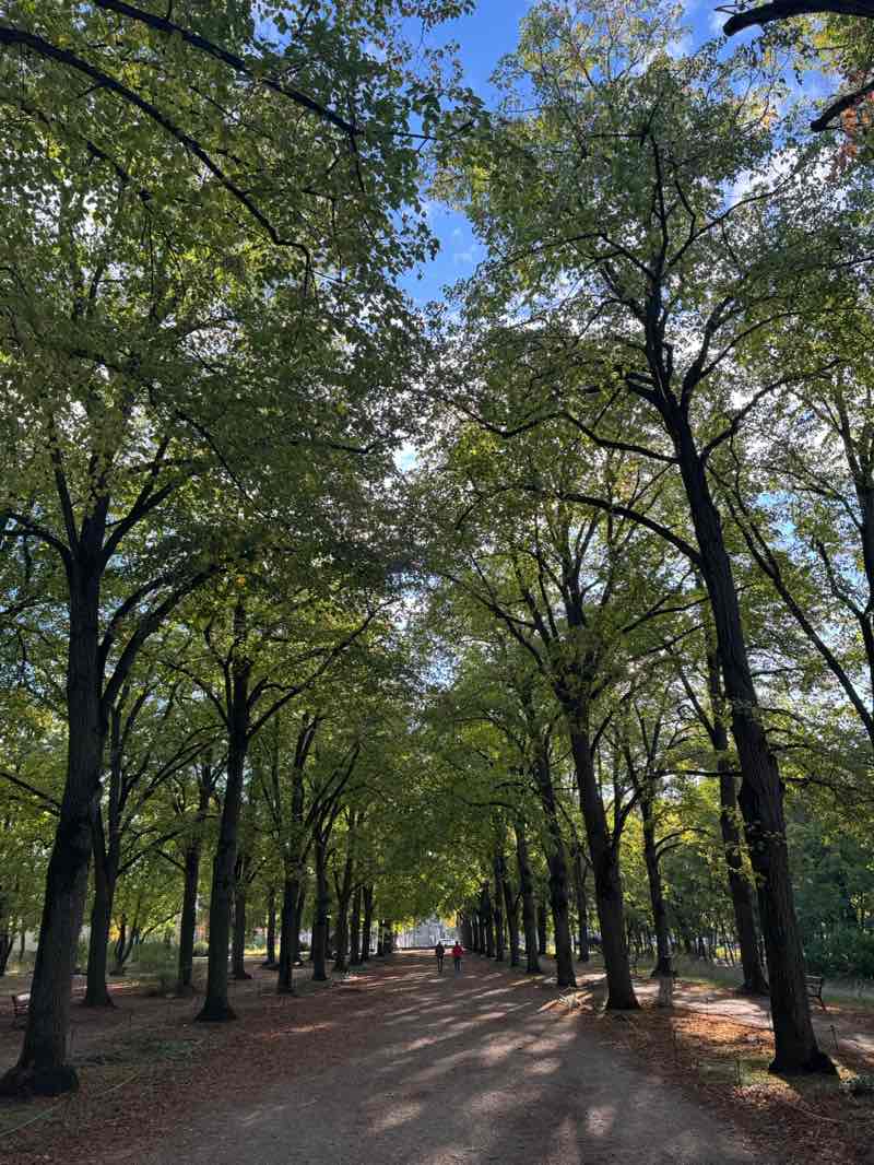 walking near me in Felső park in autumn