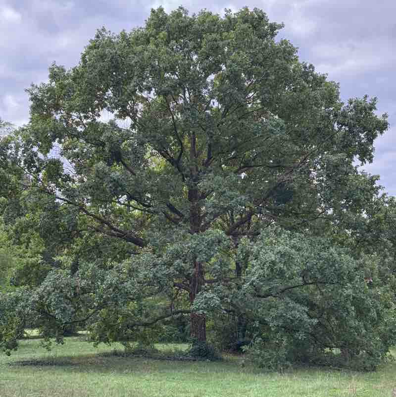 Andrea Tothpal-Demeter post 1