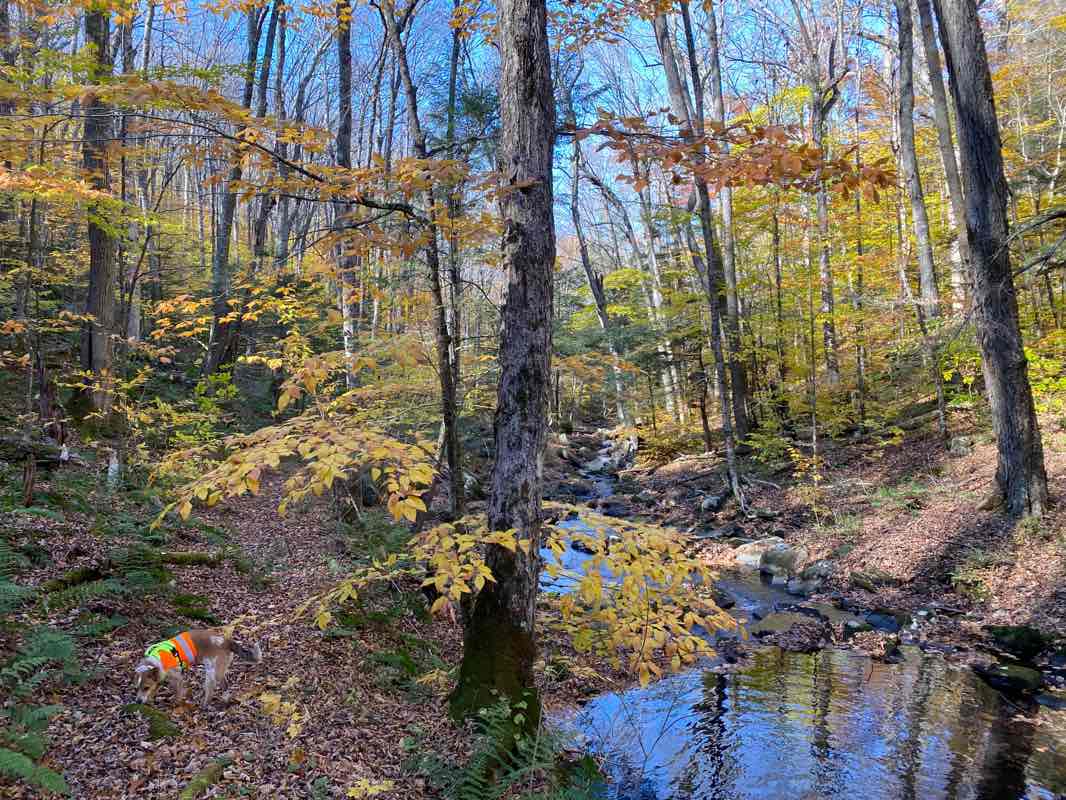 walking near me in Kenneth Dubuque Memorial State Forest in winter