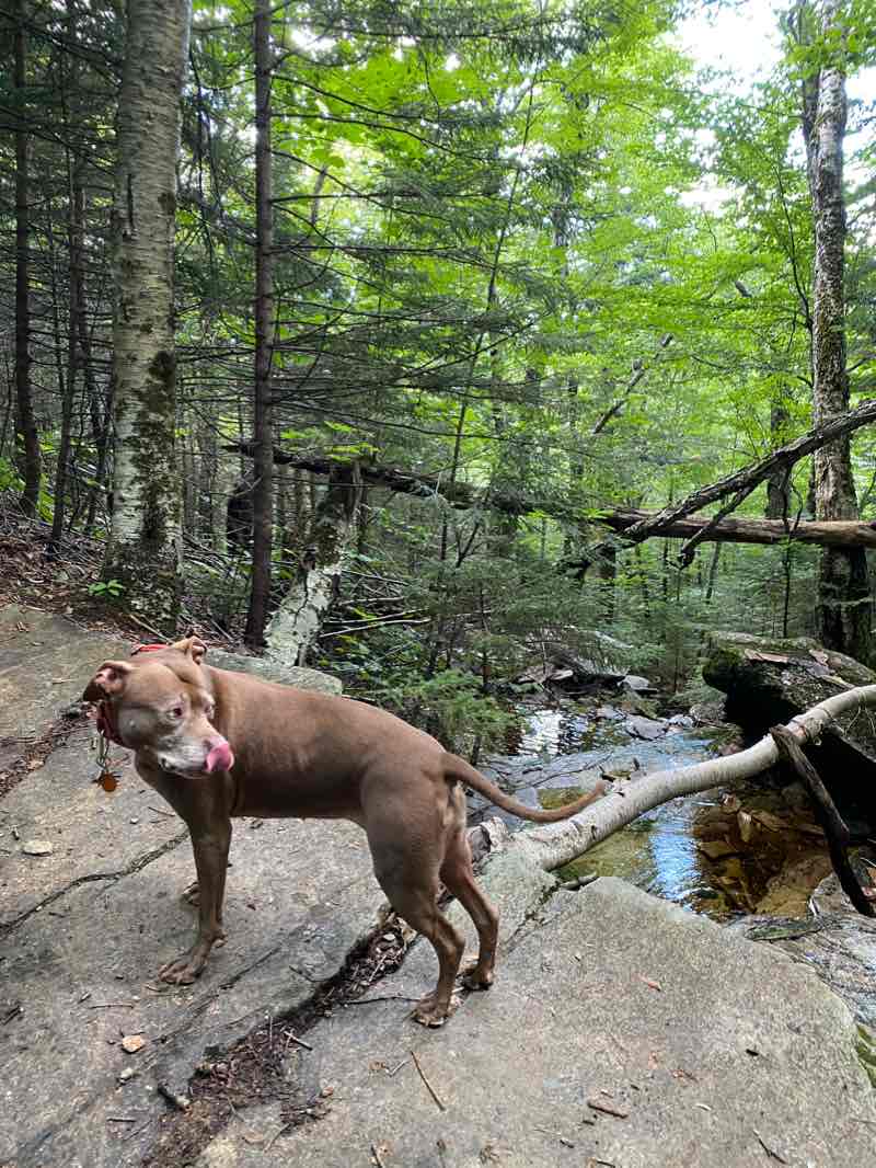 walking near me in Pinkham Notch Scenic Area in winter