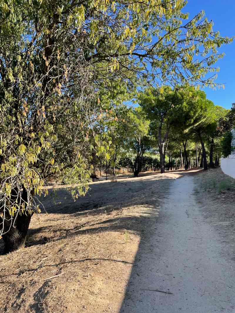 walking near me in Parque Bellas Artes in winter