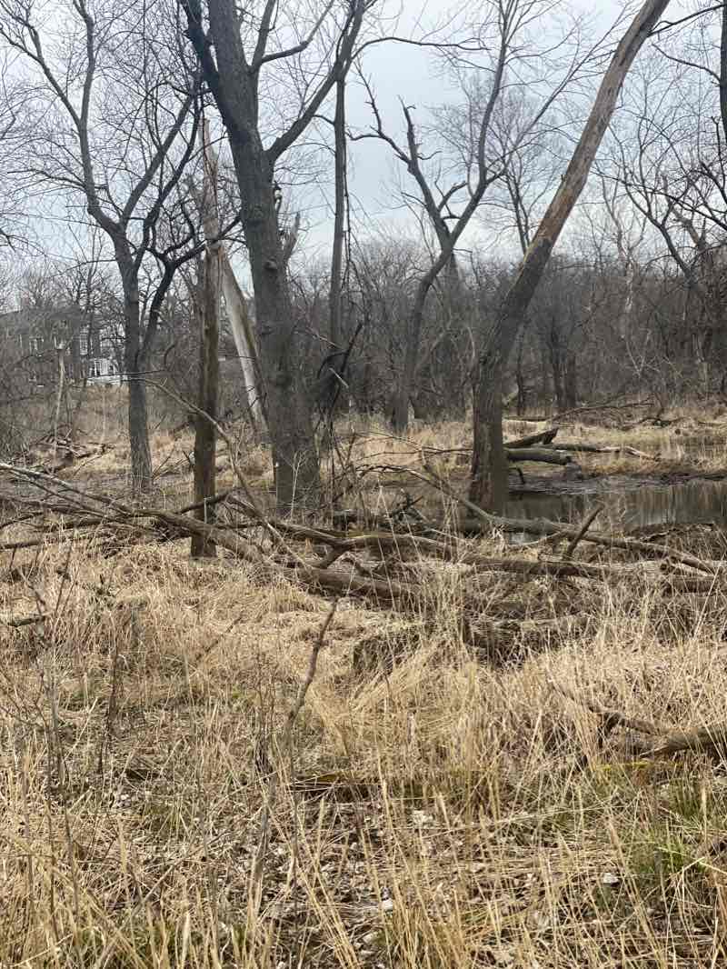 walking near me in Blythe Park in winter