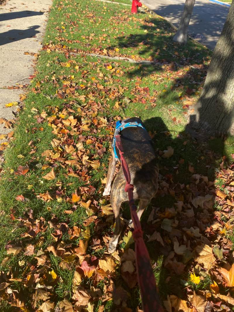 walking near me in Smirz Park in winter