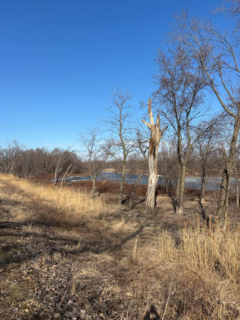 walking near me in Ottawa Trail Woods South in winter
