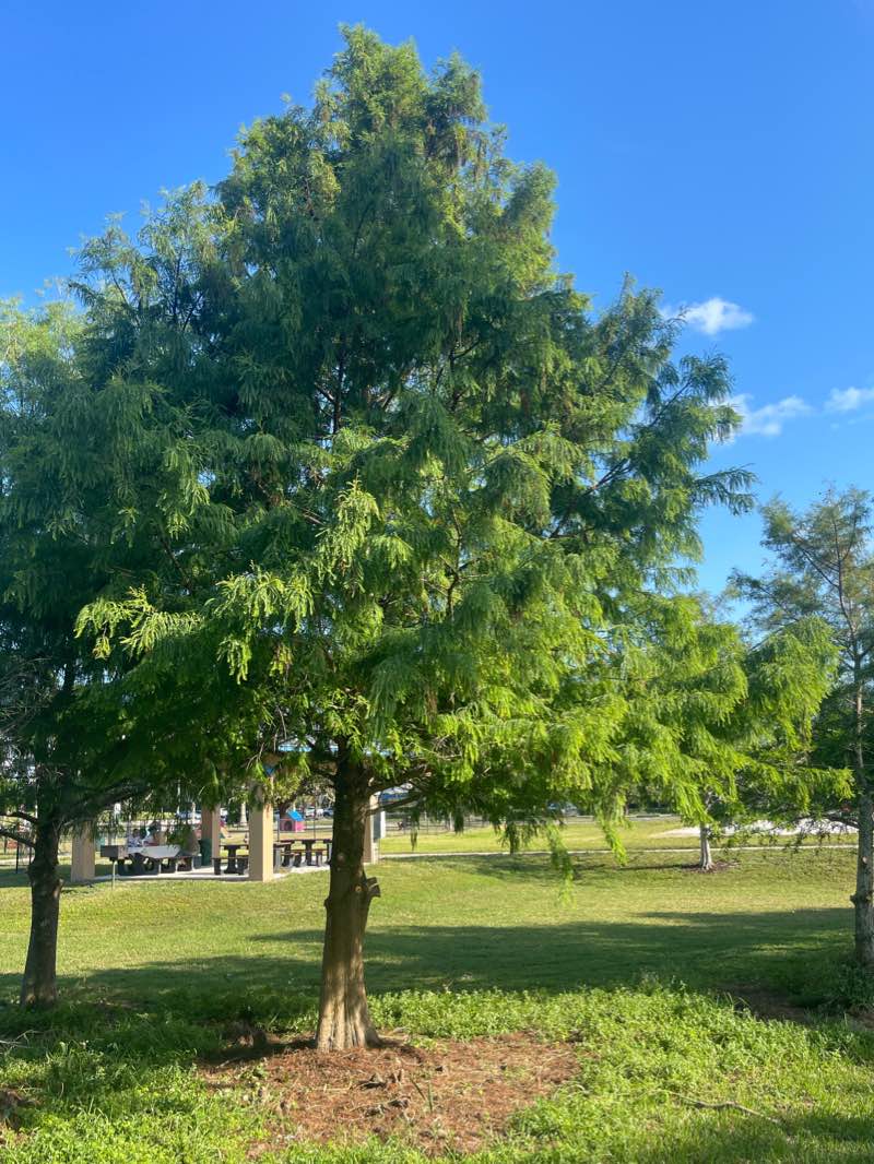 walking near me in Mayor Roscoe Warren Municipal Park in winter