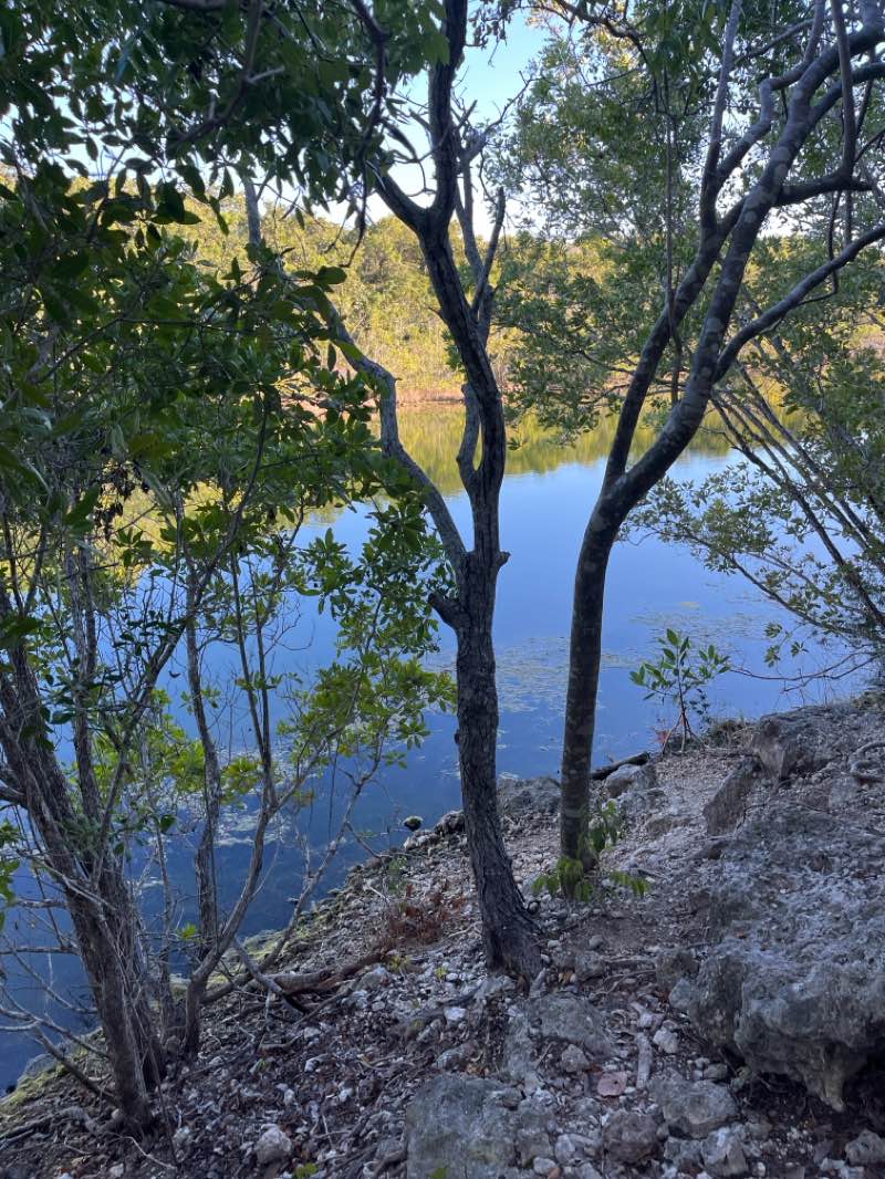 walking near me in Dagny Johnson Key Largo Hammock Botanical State Park in winter
