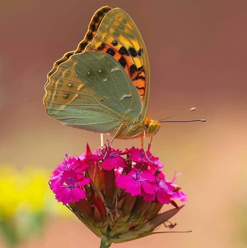 Maria Del Carmen profile