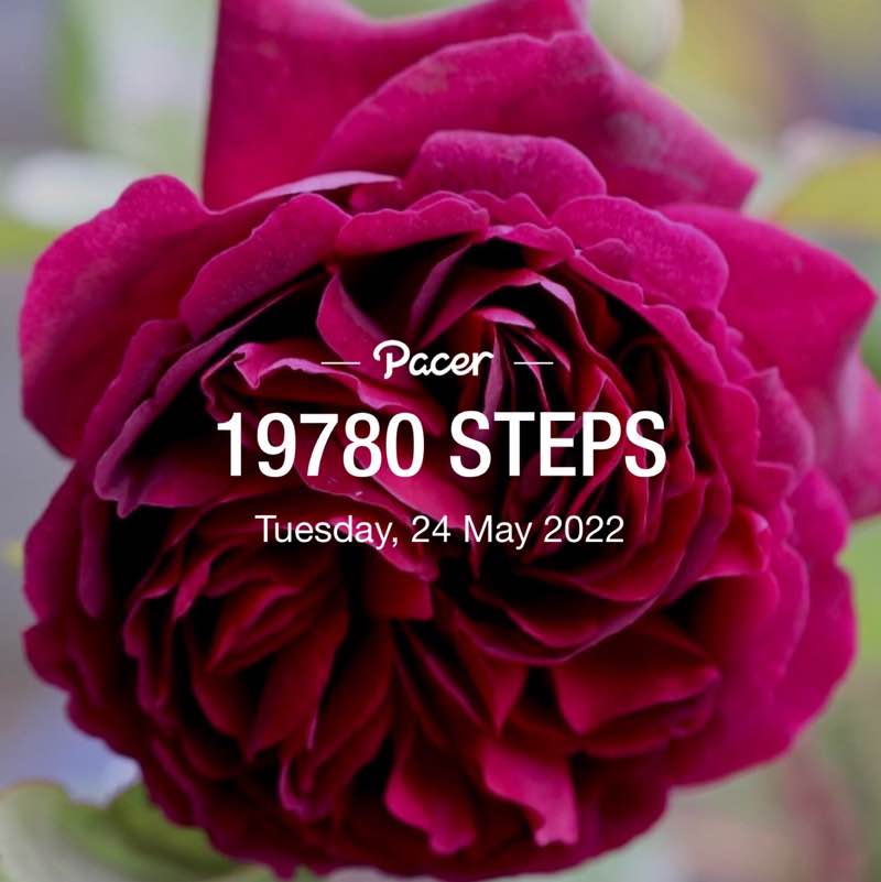 Rosa 🥀💐🥀 post 3