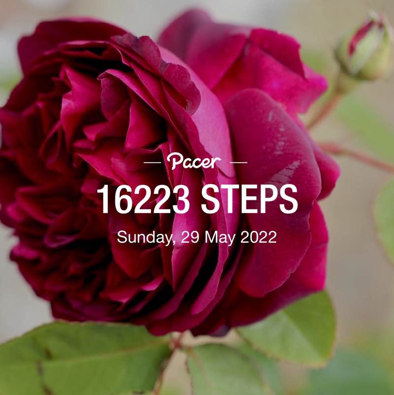 Rosa 🥀💐🥀 post 1