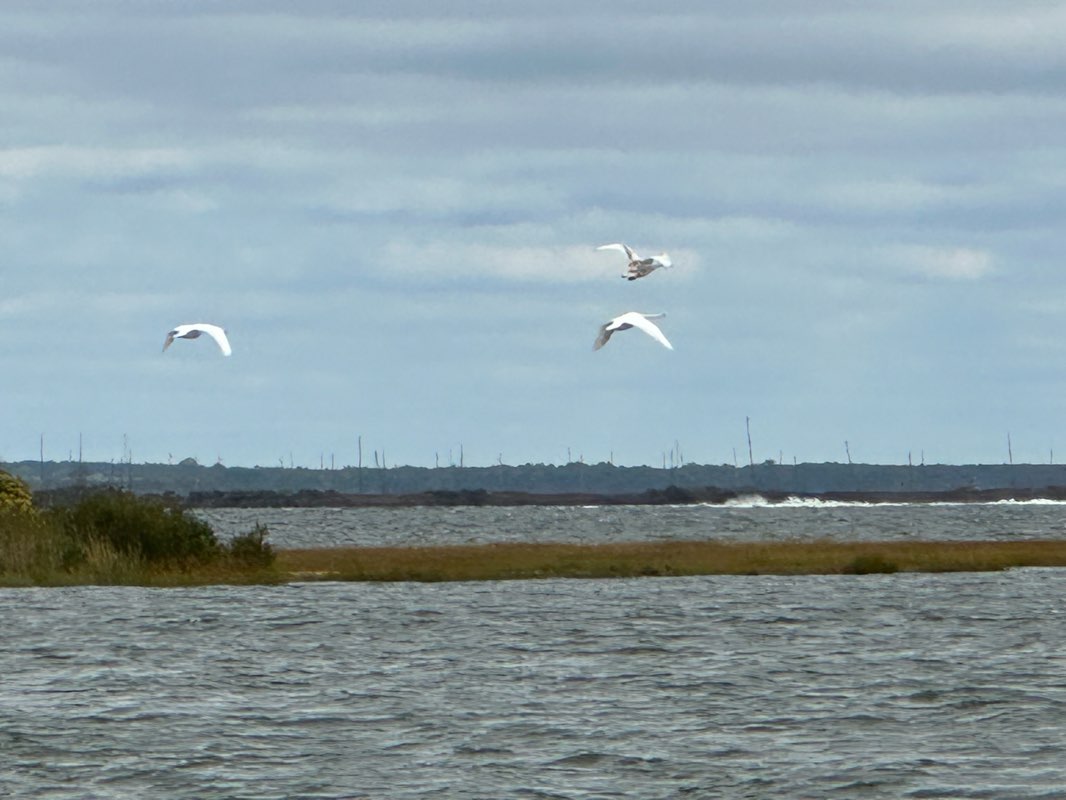 walking near me in Manahawkin Wildlife Management Area in winter