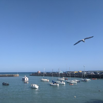 Purple team Holly post image