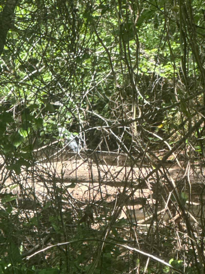 walking near me in Panola Mountain State Park in spring