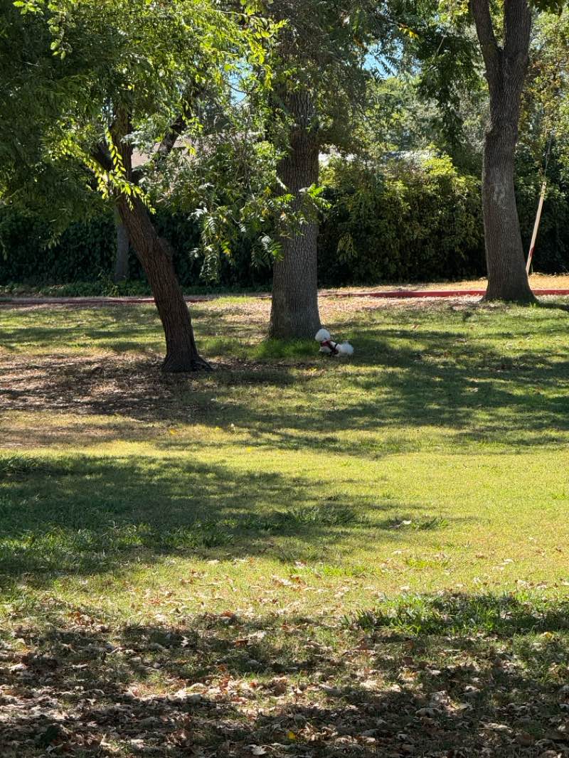 walking near me in Carmichael Park in summer