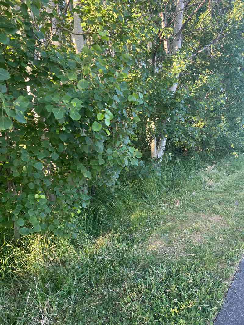 walking near me in Kiwanis Park in summer