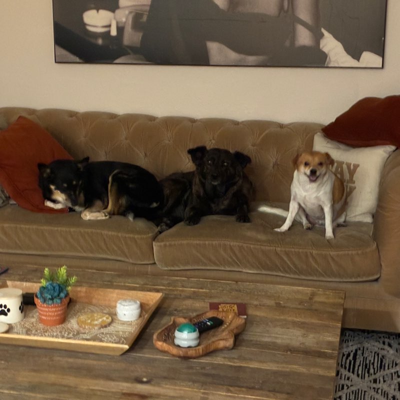 PVPups - Arizona 🇺🇸