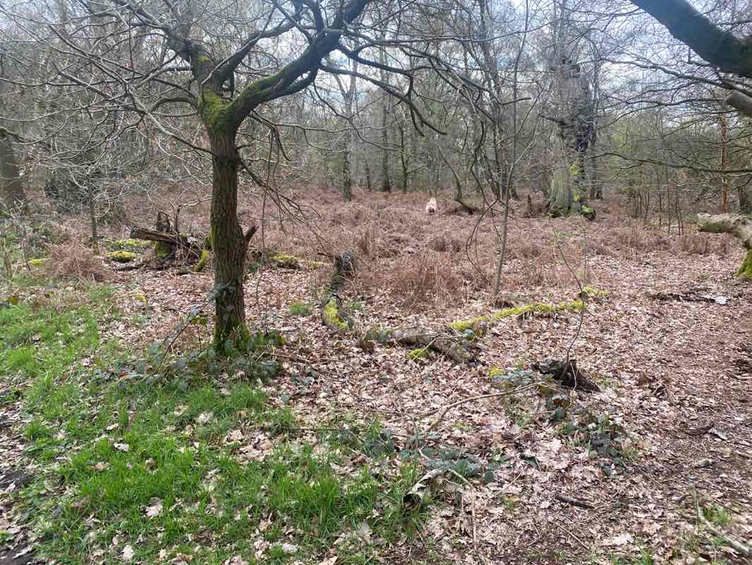 walking near me in Sherwood Forest NNR in winter