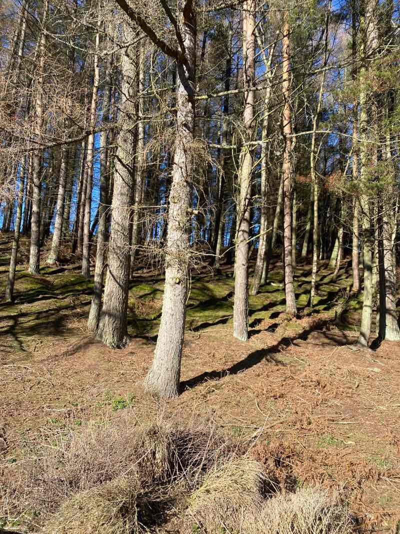 walking near me in Pow Hill Country Park in spring