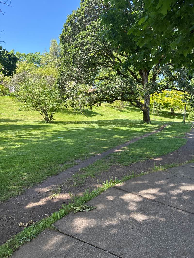 walking near me in Bush's Pasture Park in summer