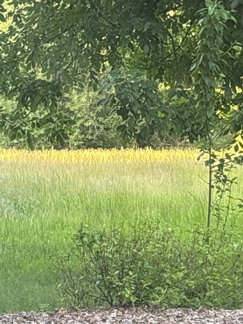walking near me in Heather Hollow in summer