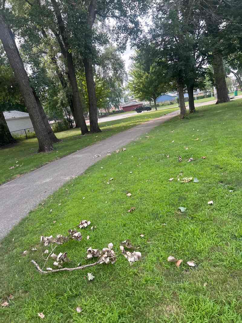 walking near me in Harr Park in summer