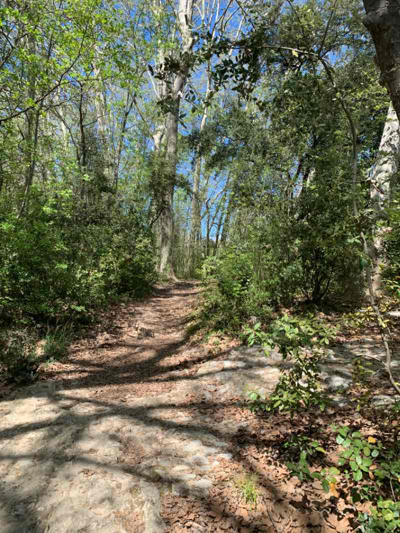 walking near me in Bois de Montmaur in winter