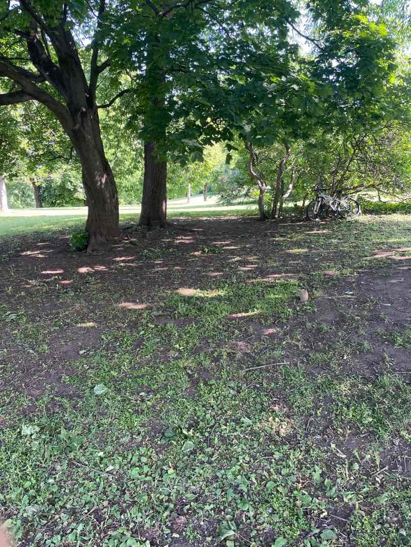 walking near me in Tøyenparken in spring