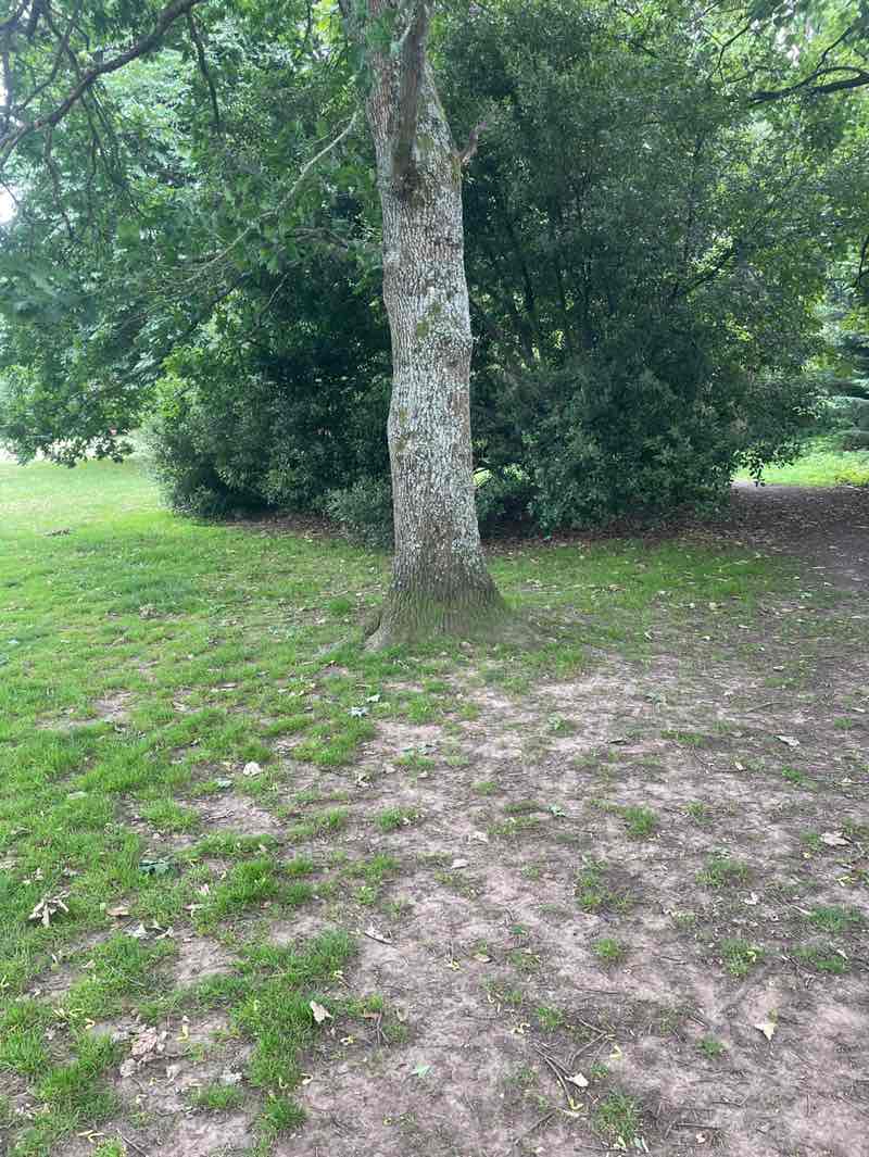 walking near me in Oakford Lawn in summer