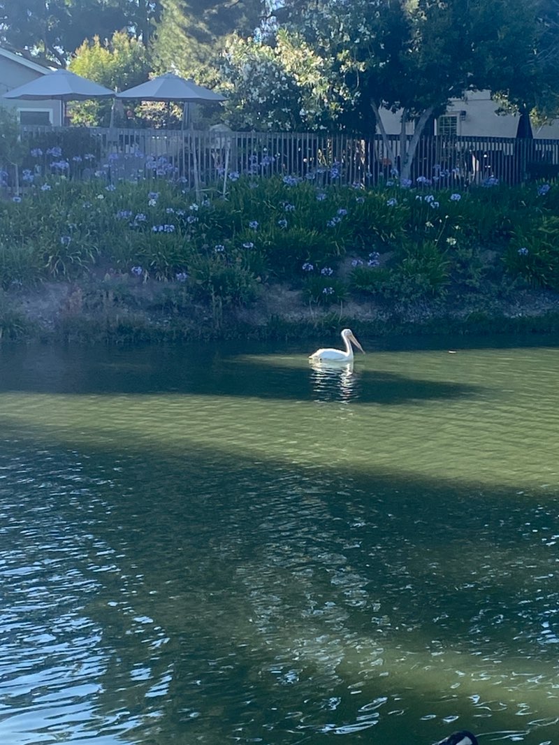walking near me in Lakeshore Park in summer