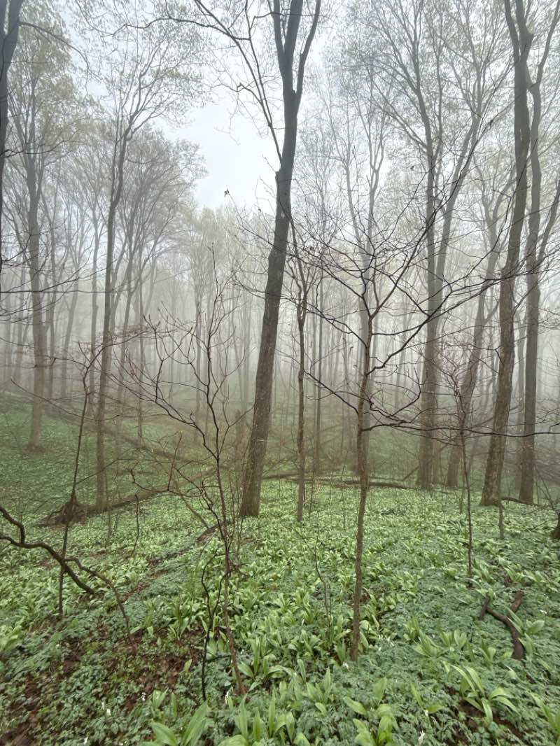 walking near me in Markin Glen County Park in spring